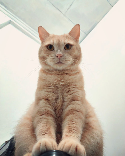 一只向下看的猫图片下载