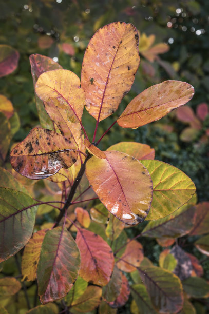 秋叶雨后图片下载