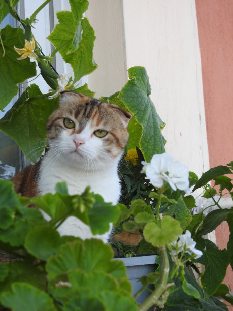 长着绿色大眼睛的猫。可爱的猫，有漂亮的眼睛，穿着白色背景的衣服，白色背景，漂亮的眼睛，可爱的猫图片下载