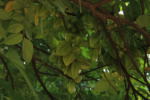 树上的杨桃果实。图片下载