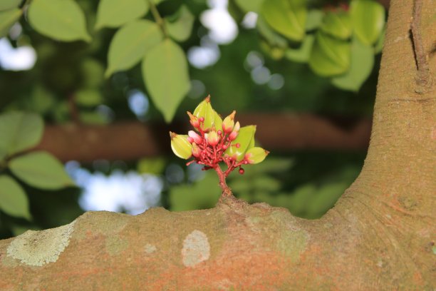 树上的杨桃果实。图片下载