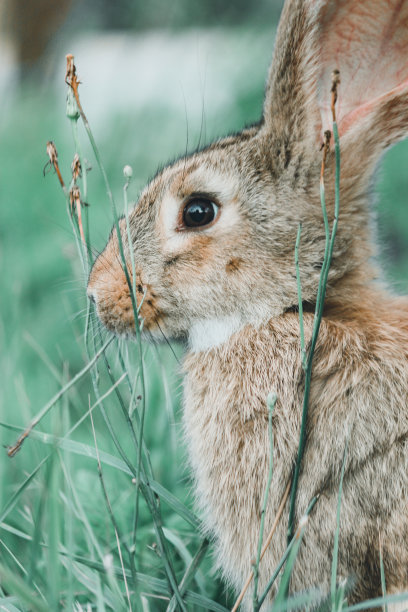 兔子图片下载