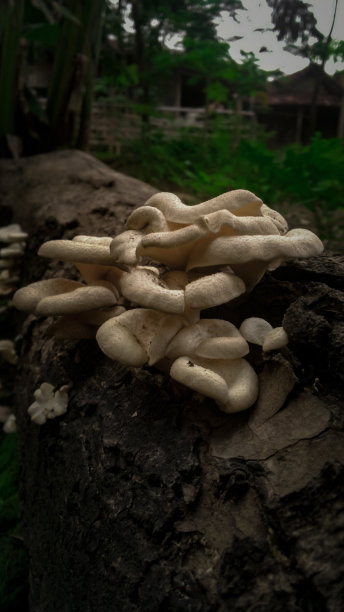 白蘑菇生长在倒下的，风化的树上图片下载