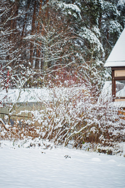 冬天的花园图片下载