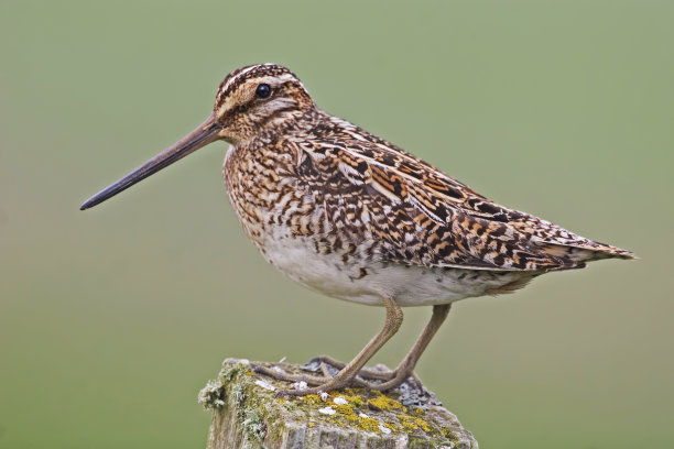 普通鹬，近视图图片下载