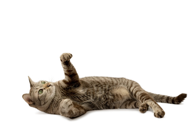 一只虎斑猫躺在白色的地板上，举起双手图片下载