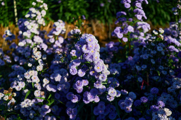 紫色的玛格丽特花盛开在花园里图片下载