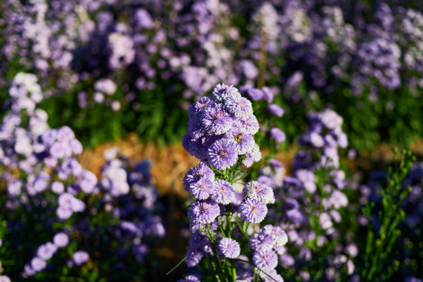 紫色的玛格丽特花盛开在花园里图片下载