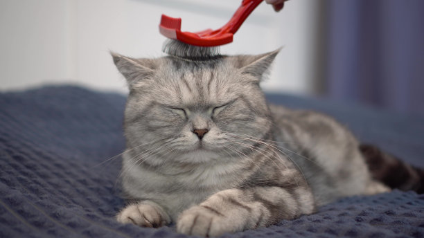猫是用专用的羊毛梳子梳头的。纯种英国灰猫躺在床上。图片下载