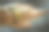 闭合手镯与叶片形宝石腕上的概念照片图片下载
