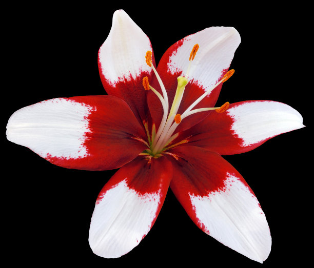 百合花。孤立在黑色背景上。特写镜头。大自然。图片下载