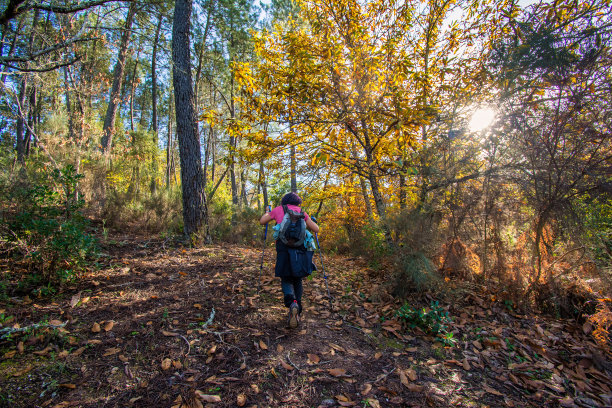 一位老年妇女在日落时凝视自然之美的后视图。图片下载