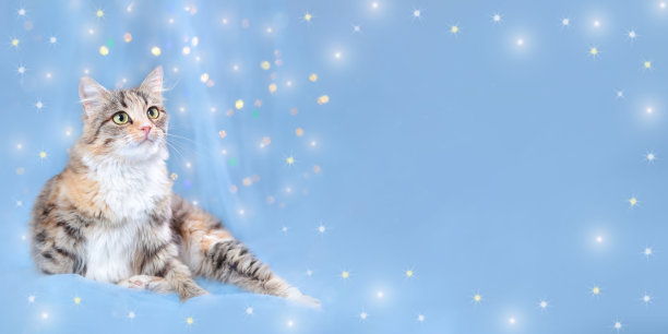 圣诞假期和新年概念。小猫在蓝色的背景与闪闪发光的灯或星星。小猫看着相机。节日背景上的猫。圣诞节。猫靠近点。带有复制空间的网页横幅图片下载