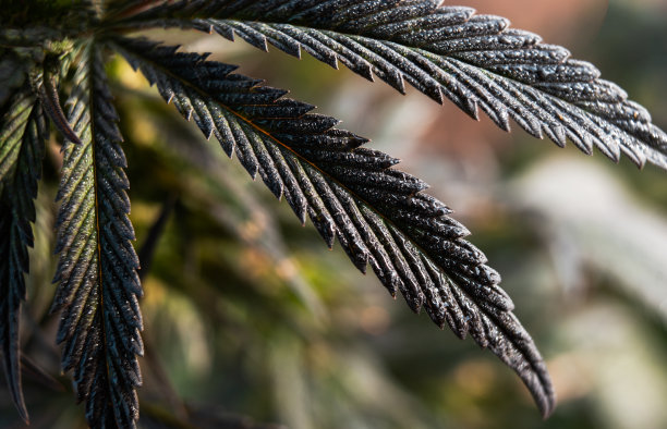 美丽的大麻植物背景图片下载