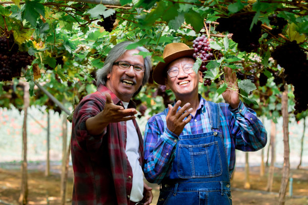 亚洲夫妇老年男子退休快乐地展示他在花园农场收获的葡萄，生活方式老年男子兄弟一起投资小型企业葡萄园农场，微笑的工人或合伙概念图片下载