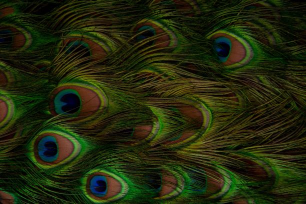 一只雄孔雀的羽毛特写图片下载