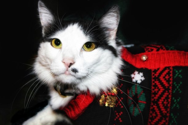 可爱的猫图片下载