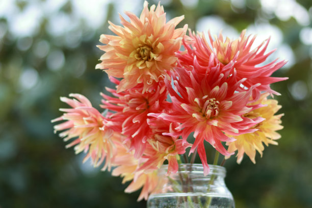 美丽的红黄色大丽花在花园的绿叶背景。大丽花的美丽图片。红色和黄色的花瓣。多色。壁纸是美丽的花朵。花的背景图片下载