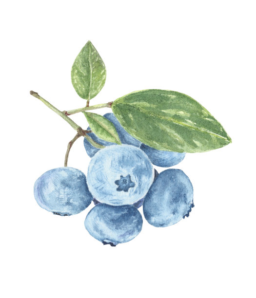 水彩蓝莓孤立插图。手绘植物风格的森林浆果在树枝上，白色背景上的叶子图片下载