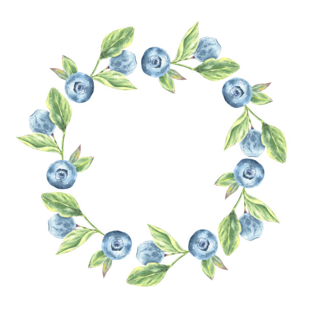 水彩蓝莓插图框架。背景手绘植物风格孤立的野生浆果在树枝上的叶子在白色背景图片下载