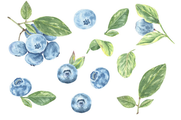水彩蓝莓剪纸插图。手绘植物风格孤立的森林浆果在树枝上，白色背景上的叶子，用于婚礼图片下载