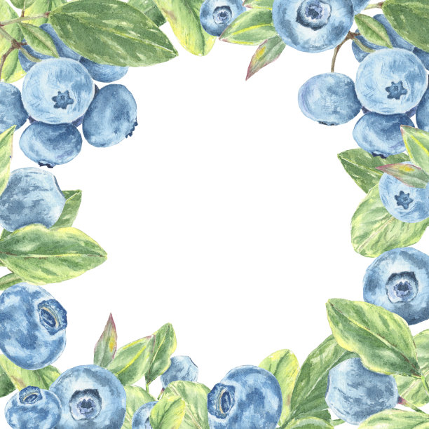 水彩蓝莓插图框架。背景手绘植物风格孤立的野生浆果在树枝上的叶子在白色背景图片下载