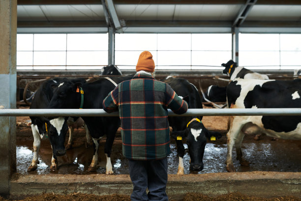 年轻女子在工作服站在牛棚与纯种牛的后视图图片下载