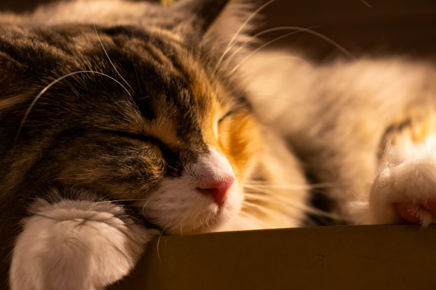 熟睡的芒奇金猫。图片下载