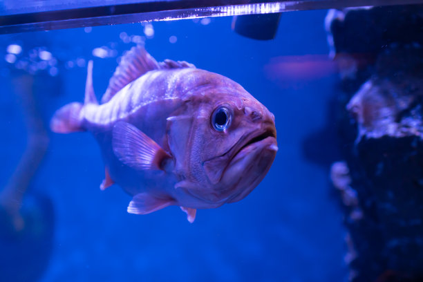 水族馆里的蓝莓鱼。图片下载