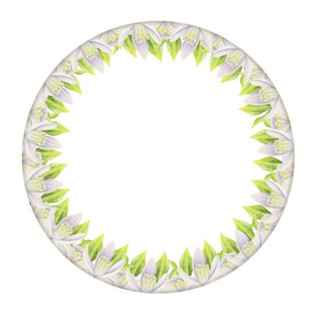 水彩手绘圈花环与春天的花朵，水仙花，番红花，雪花莲，叶子。孤立在白色背景上。设计邀请，婚礼，贺卡，壁纸，印刷，纺织品。图片下载