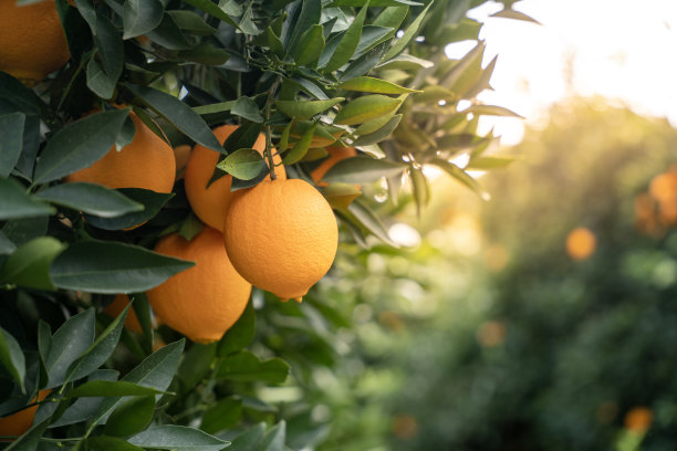 花园里有新鲜的有机橙子图片下载
