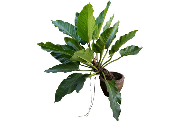 花盆和绿树装饰孤立在白色背景与修剪路径。图片下载