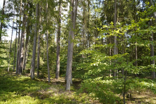 气候变化、干旱和风暴以及森林砍伐导致的森林枯死图片下载