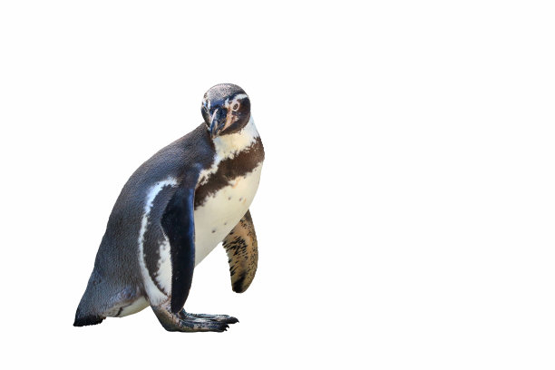 洪堡企鹅图片下载