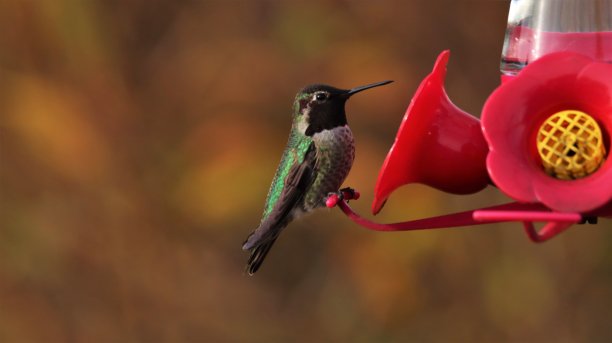 一只雄性安娜蜂鸟在橙色/琥珀色背景下的喂食器上栖息。图片下载