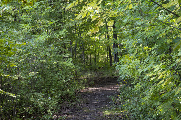 麦当劳岛步道图片下载