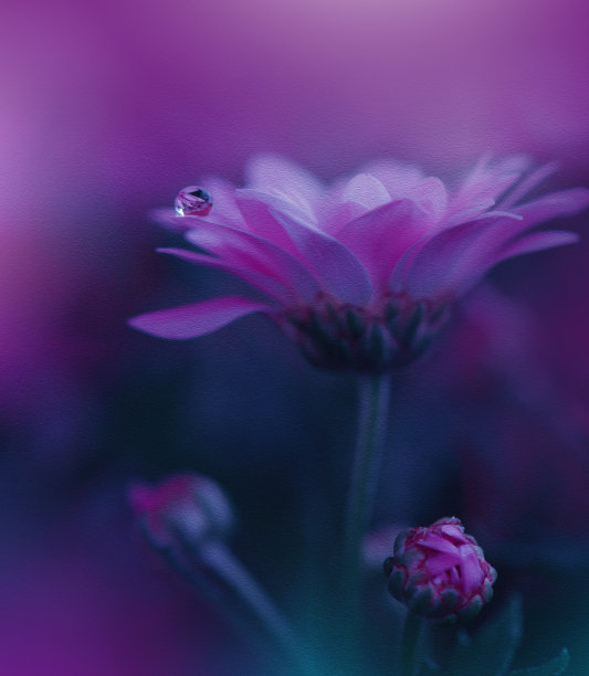 美丽的纹理自然背景。令人惊叹的春天花朵的微距镜头。艺术设计。特写摄影。概念抽象照片。奇幻花卉艺术。创意艺术壁纸。紫罗兰的颜色。粉色Daisy.Colorful,颜色,工厂。水drop.Romantic,爱。图片下载