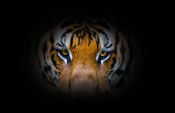 黑色背景上孟加拉虎的眼睛和脸图片下载