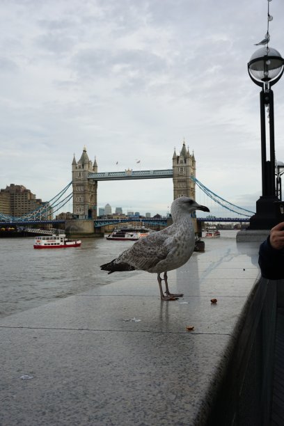 一只鸟站在伦敦塔桥与多云的天空-英格兰，英国图片下载