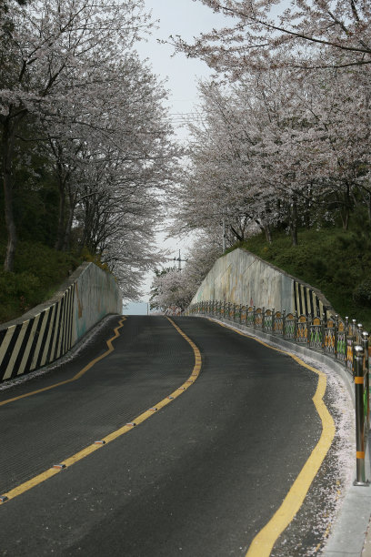 韩国昌原市中心路边盛开的樱花图片下载