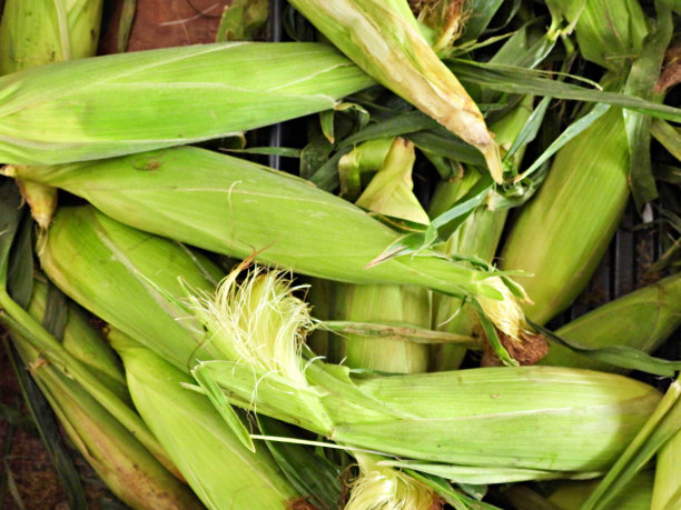 双色玉米(Zea mays var. saccharata) @ 0.79美元/个图片下载