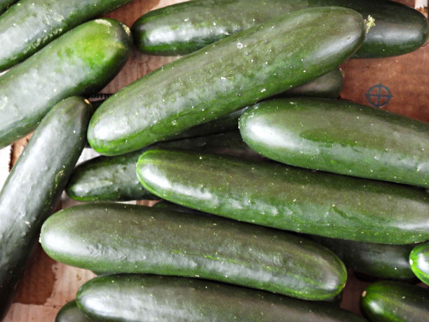 黄瓜(Cucumis sativus) @每只0.99美元图片下载