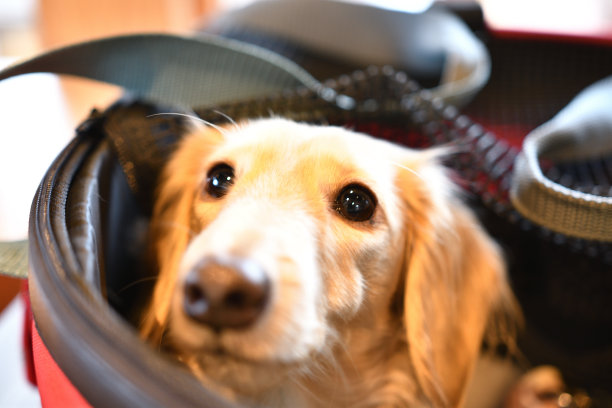 一只狗从宠物车上露出它的脸。图片下载