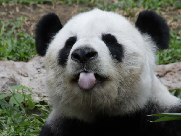 特写搞笑熊猫图片下载