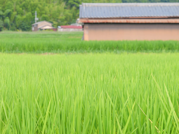 日本的农村在仲夏，附近生长着大量绿色的水稻植物。图片下载