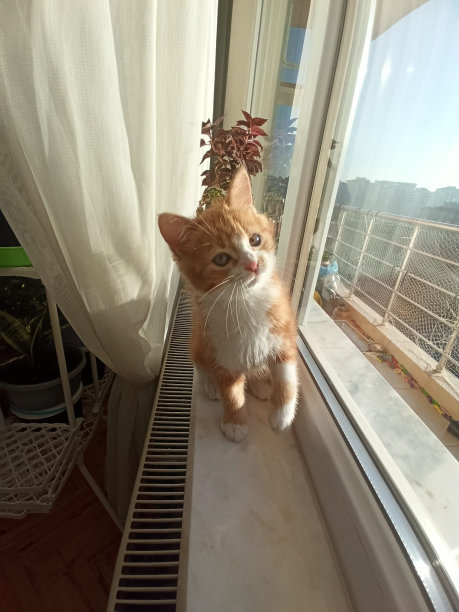 也许没有什么比毛茸茸的小基特克更可爱了。只要看一眼我们收集的猫的图片，你就会觉得可爱极了。谁知道呢，也许看看我们的猫的图片会激励你自己养一只小猫?图片下载