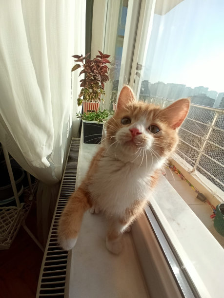 也许没有什么比毛茸茸的小基特克更可爱了。只要看一眼我们收集的猫的图片，你就会觉得可爱极了。谁知道呢，也许看看我们的猫的图片会激励你自己养一只小猫?图片下载