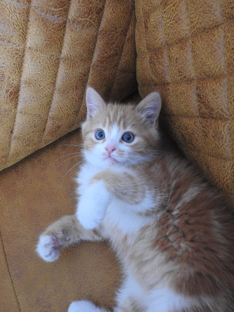 也许没有什么比毛茸茸的小基特克更可爱了。只要看一眼我们收集的猫的图片，你就会觉得可爱极了。谁知道呢，也许看看我们的猫的图片会激励你自己养一只小猫?图片下载