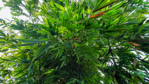 竹子的植物图片下载