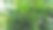 竹子的植物图片下载